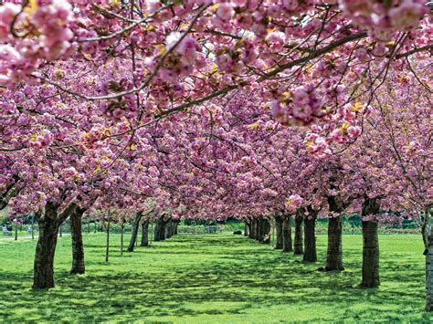 Spring bloom may be beautiful, but causing allergies for many